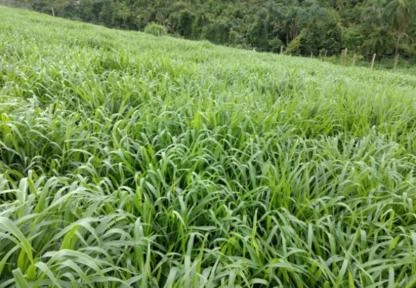 PROCURO ARRENDAMENTO PARA PECUARIA Imagem PROCURO ARRENDAMENTO PARA PECUARIA