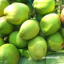 Coco Verde de Comércio Unidade