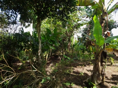 Chácara de 11 hectares próxima à cidade de Tancredo Neves - Bahia