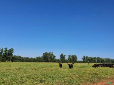 Fazenda de  310h em Getulina (SP)