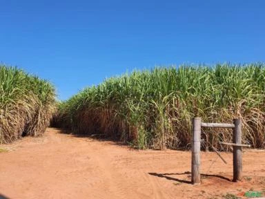 Fazenda de  310h em Getulina (SP)