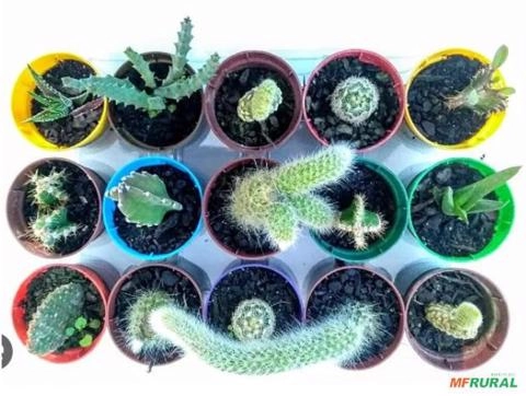 Muda de Cactos Imagem Muda de Cactos