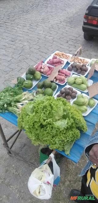 Taiobas frescas Imagem Taiobas frescas