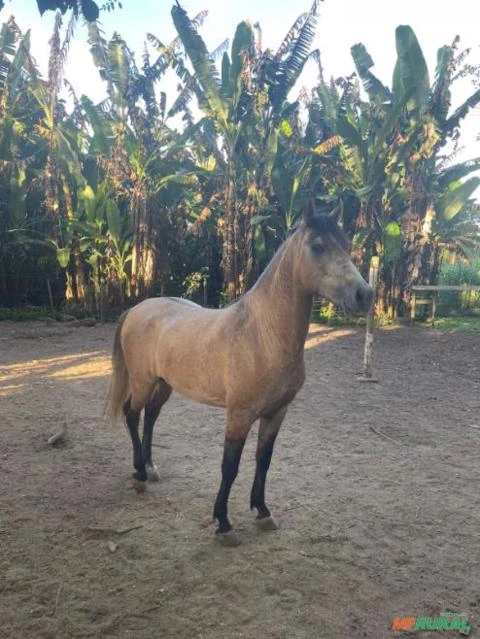 CAVALO MANGALARGA MARCHADOR