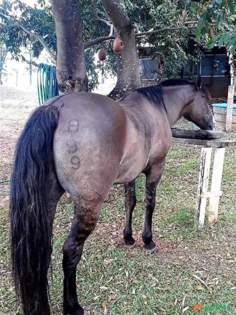 Cavalo Crioulo Com Registro