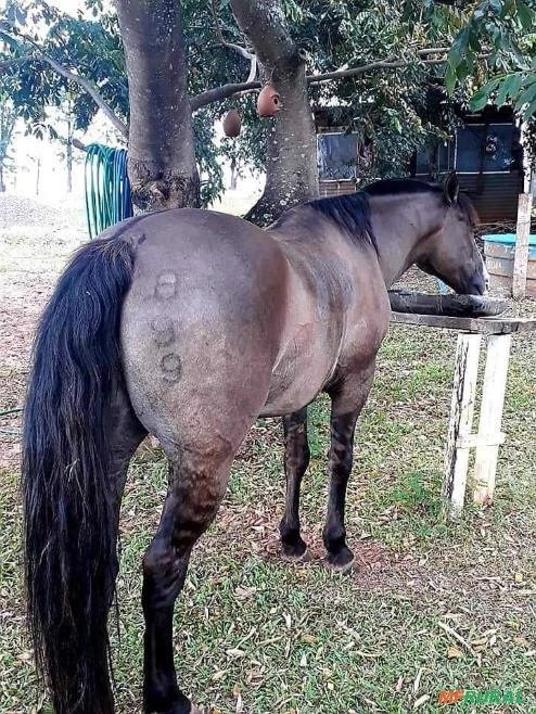 Cavalo Crioulo Com Registro