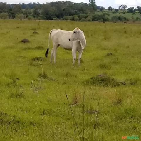Aluguel de pasto Imagem Aluguel de pasto