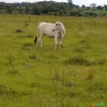 Aluguel de Pasto