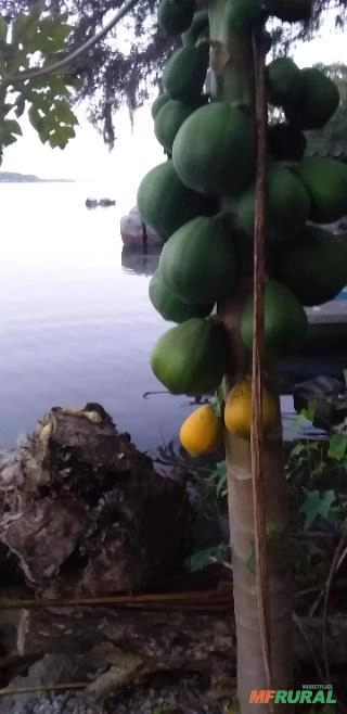 Mamão Imagem Mamão