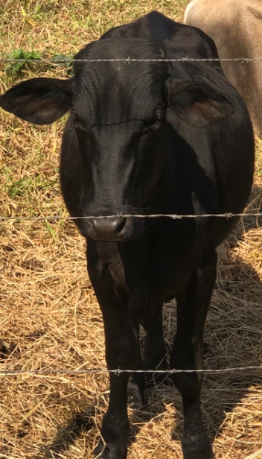 Dois Bois Imagem Dois Bois