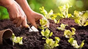 Procuro Sítio para arrendamento! Imagem Procuro Sítio para arrendamento!