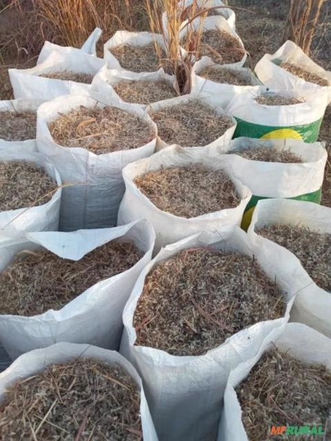 Sementes de capim andropogon Imagem Sementes de capim andropogon