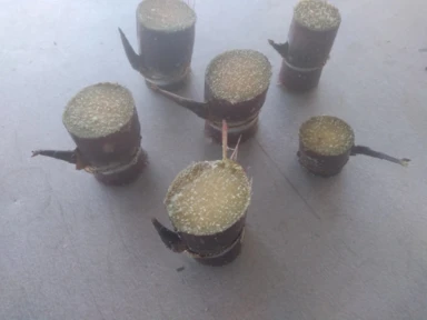 Muda De Cana Caiana Roxa e Amarela Imagem Muda De Cana Caiana Roxa e Amarela