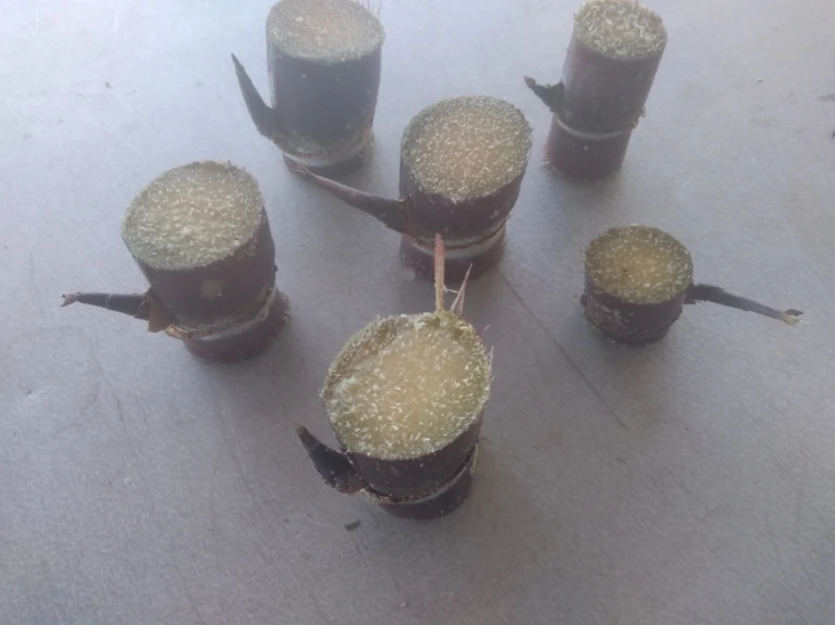 Muda De Cana Caiana Roxa e Amarela Imagem Muda De Cana Caiana Roxa e Amarela