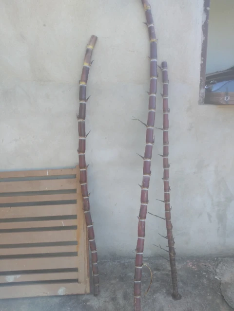 Imagem Muda De Cana Caiana Roxa e Amarela Imagem Muda De Cana Caiana Roxa e Amarela