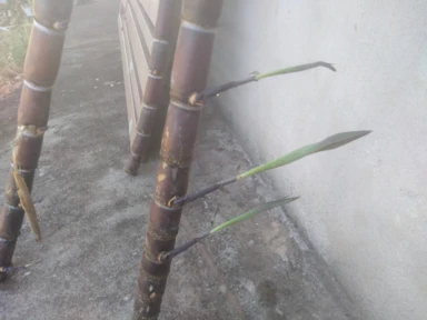 Imagem Muda De Cana Caiana Roxa e Amarela Imagem Muda De Cana Caiana Roxa e Amarela