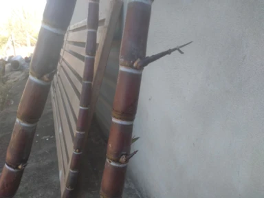 Imagem Muda De Cana Caiana Roxa e Amarela Imagem Muda De Cana Caiana Roxa e Amarela