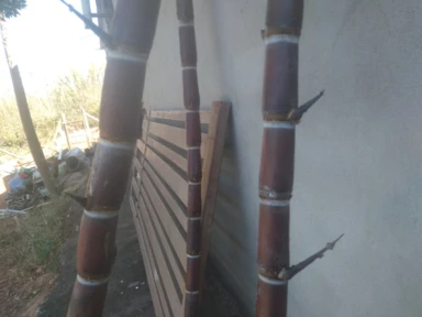 Imagem Muda De Cana Caiana Roxa e Amarela Imagem Muda De Cana Caiana Roxa e Amarela