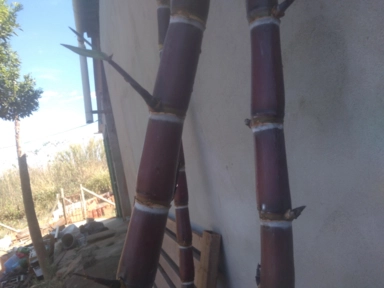 Imagem Muda De Cana Caiana Roxa e Amarela Imagem Muda De Cana Caiana Roxa e Amarela