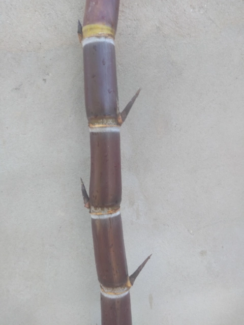 Imagem Muda De Cana Caiana Roxa e Amarela Imagem Muda De Cana Caiana Roxa e Amarela