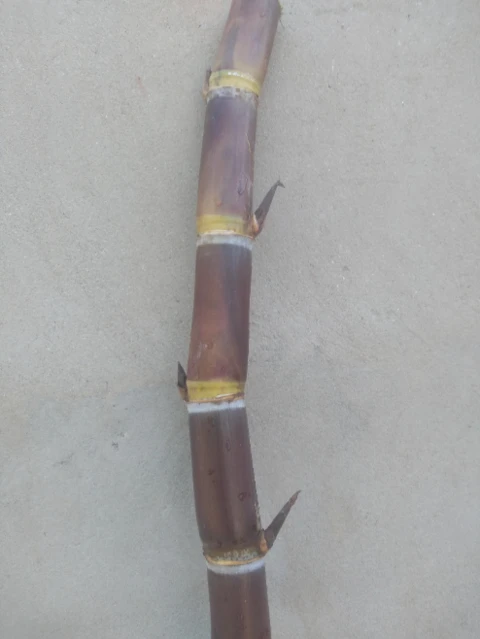 Imagem Muda De Cana Caiana Roxa e Amarela Imagem Muda De Cana Caiana Roxa e Amarela