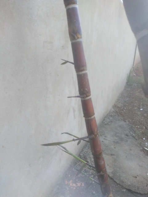 Imagem Muda De Cana Caiana Roxa e Amarela Imagem Muda De Cana Caiana Roxa e Amarela