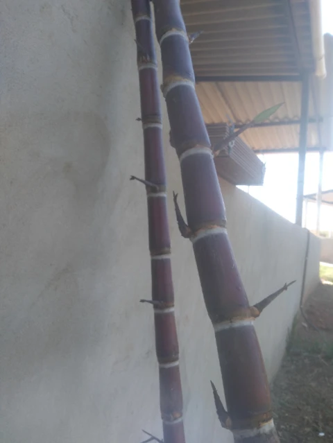 Imagem Muda De Cana Caiana Roxa e Amarela Imagem Muda De Cana Caiana Roxa e Amarela