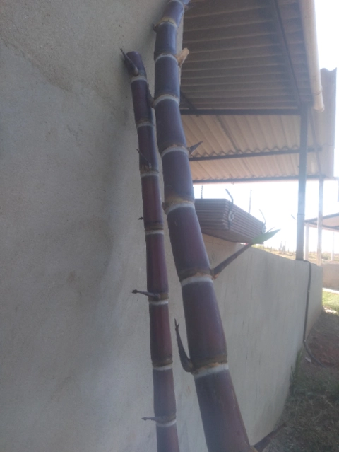 Imagem Muda De Cana Caiana Roxa e Amarela Imagem Muda De Cana Caiana Roxa e Amarela