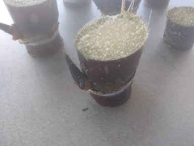 Imagem Muda De Cana Caiana Roxa e Amarela Imagem Muda De Cana Caiana Roxa e Amarela