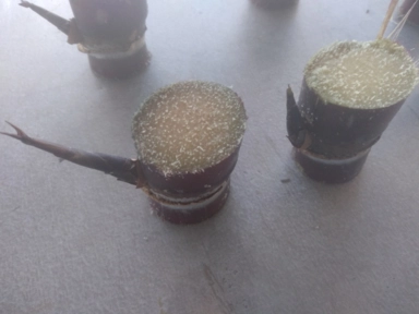 Imagem Muda De Cana Caiana Roxa e Amarela Imagem Muda De Cana Caiana Roxa e Amarela