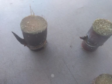 Imagem Muda De Cana Caiana Roxa e Amarela Imagem Muda De Cana Caiana Roxa e Amarela