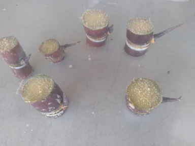 Imagem Muda De Cana Caiana Roxa e Amarela Imagem Muda De Cana Caiana Roxa e Amarela