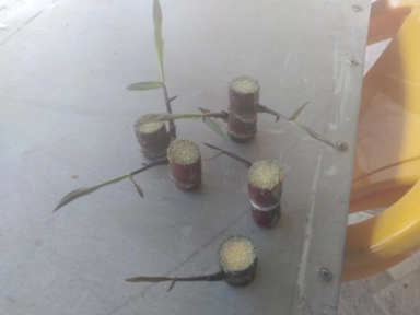 Imagem Muda De Cana Caiana Roxa e Amarela Imagem Muda De Cana Caiana Roxa e Amarela