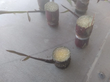 Imagem Muda De Cana Caiana Roxa e Amarela Imagem Muda De Cana Caiana Roxa e Amarela