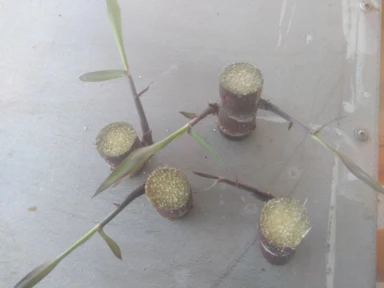 Imagem Muda De Cana Caiana Roxa e Amarela Imagem Muda De Cana Caiana Roxa e Amarela