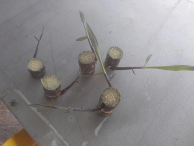 Imagem Muda De Cana Caiana Roxa e Amarela Imagem Muda De Cana Caiana Roxa e Amarela