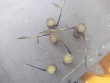 Imagem Muda De Cana Caiana Roxa e Amarela Imagem Muda De Cana Caiana Roxa e Amarela