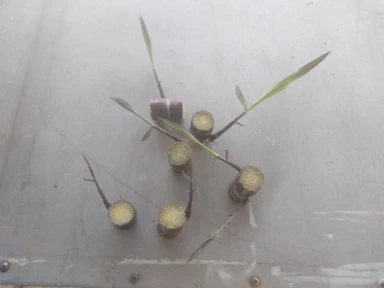 Imagem Muda De Cana Caiana Roxa e Amarela Imagem Muda De Cana Caiana Roxa e Amarela