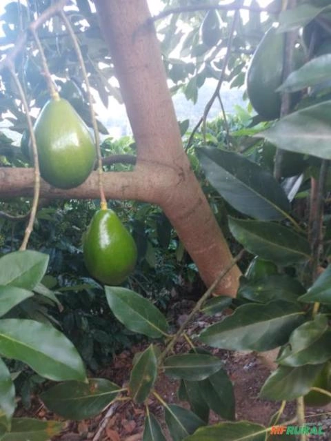 Abacate Margarida e Breda Imagem Abacate Margarida e Breda