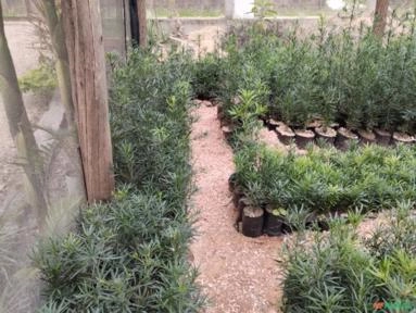 Podocarpo pinheiro buda Imagem Podocarpo pinheiro buda