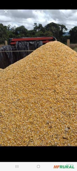 Compro milho em grãos Imagem Compro milho em grãos