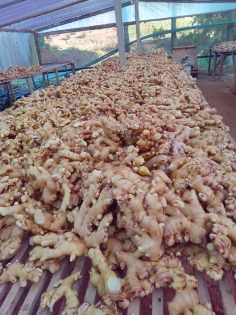 Gengibre para Exportação Imagem Gengibre para Exportação