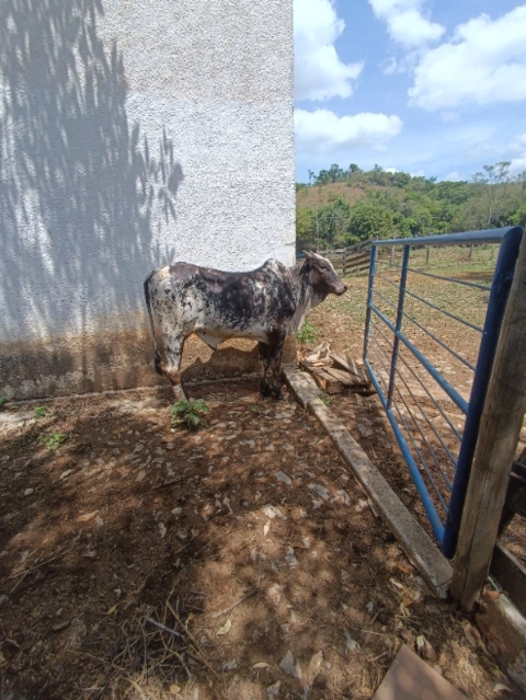 Gado de Corte Nelore Imagem Gado de Corte Nelore