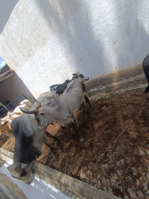 Imagem Gado de Corte Nelore Imagem Gado de Corte Nelore