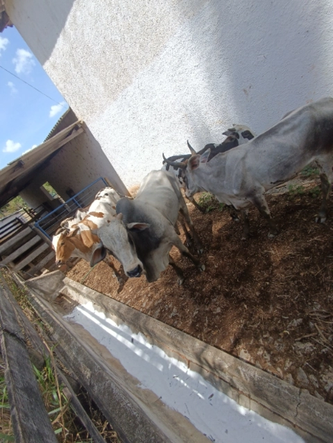 Imagem Gado de Corte Nelore Imagem Gado de Corte Nelore