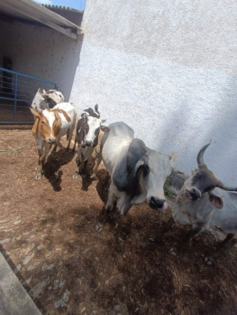 Imagem Gado de Corte Nelore Imagem Gado de Corte Nelore