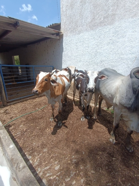 Imagem Gado de Corte Nelore Imagem Gado de Corte Nelore