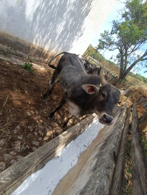 Imagem Gado de Corte Nelore Imagem Gado de Corte Nelore