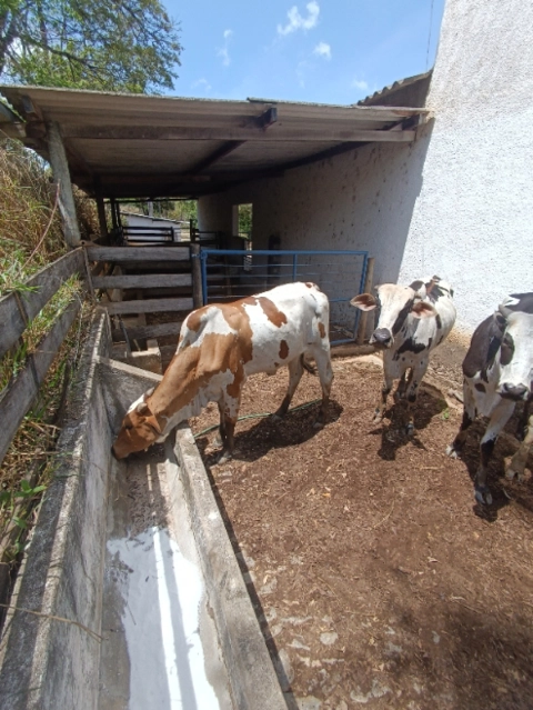 Imagem Gado de Corte Nelore Imagem Gado de Corte Nelore