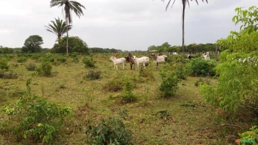 Fazenda no sul da Bahia